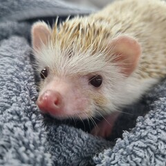 hedgehog so cute