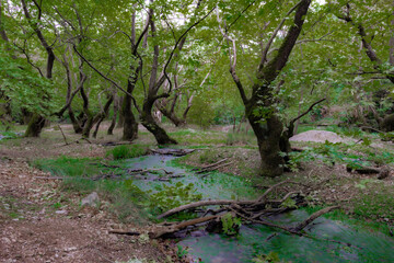 Sycamore grove in the Peloponnese mountains