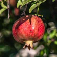 Ripe pomegranate fruit in the morning sun