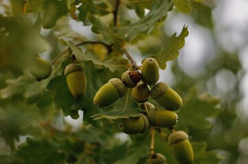 acorns on the tree © Надежда Абрамова
