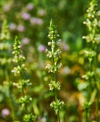 Stachys recta
