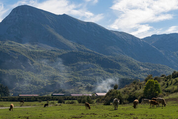 Caballos y vacas pastando por un prado verde en el campo en la localidad de Bur&oacute;n (Castilla y Le&oacute;n, Espa&ntilde;a).