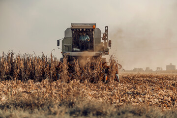 A harvester is harvesting corn on the field in autumn. The golden corn plant has been harvested by machine. Harvesting corn in autumn.