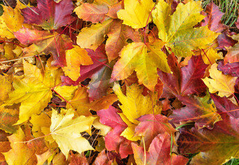 Naklejka na ściany i meble Fallen yellow, red maple leaves