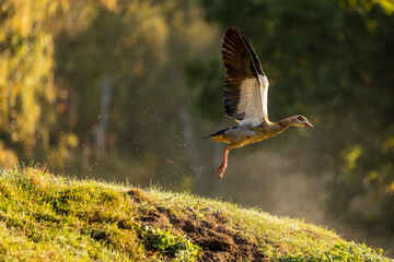A nil goose or also called egyptian goose starting from a little hill at a sunny but cold day in...