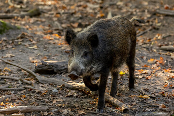 Naklejka na ściany i meble A wild boar walking through a forest in Hesse, Germany at a sunny day in autumn.