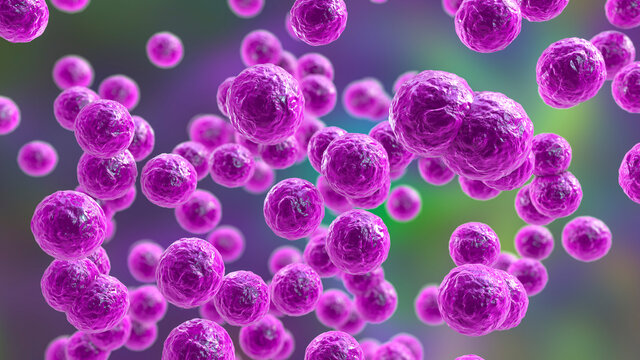 Bacteria Pediococcus, 3D illustration.