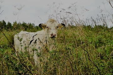 Weiße Kuh steht auf Weide vor Pflanzen und hält ihren Blick in die Kamera