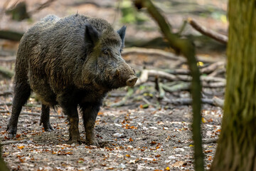 A wild boar walking through a forest in Hesse, Germany at a sunny day in autumn.