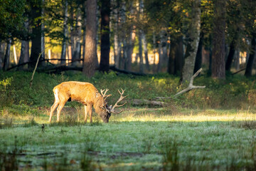 Naklejka na ściany i meble Red deer in a forest during rutting season at a sunny but cold day in autumn.