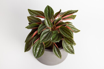 Peperomia caperata rosso plants with beautiful leaves texture isolated on white background, potted...