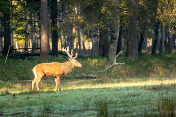 Fototapeta premium Red deer in a forest during rutting season at a sunny but cold day in autumn.