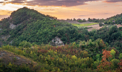 Vineyard in woodland on the hills of Monteveglio, Bologna province, Emilia and Romagna, Italy. © GiorgioMorara