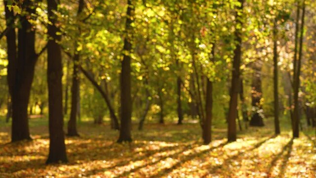 Beautiful blurry orange autumn leaves falling down on ground slowly. Land covered thickly with dry leaves. Silhouettes of many trees growing in sunny warm scenic park or forest with magic sun shadows