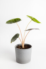 Alocasia baginda 'Pink Dragon' - Pfeilblatt on white background isolated , potted plant 