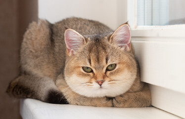 Beautiful British Shorthair Golden Chinchilla NY25