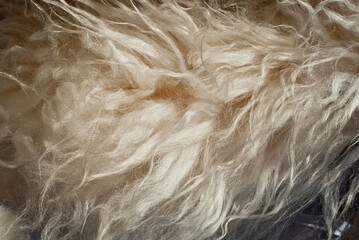 Sheep wool fabric texture. White wool close up.