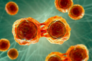 Dividing stem cells, 3D illustration © Dr_Microbe