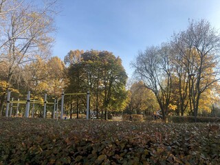 autumn park trees orange leaves