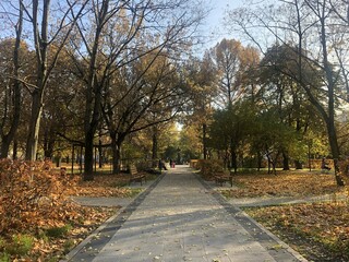 autumn park trees orange leaves