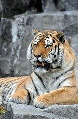 Fototapeta na wymiar Sumatra Tiger