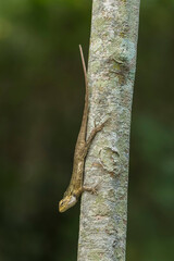 changeable lizard on a tree