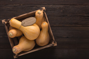 Harvest young fresh pumpkins