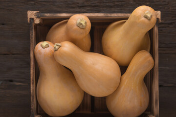 Harvest young fresh pumpkins