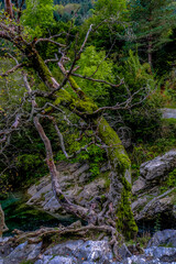 Ordesa y Monte Perdido National Park, in the Spanish Pyrenees with spectacular rivers and waterfalls, mountains and beech and fir forests