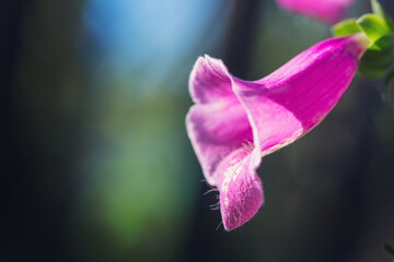 beautiful bright pink and white foxglove flower © pticelov