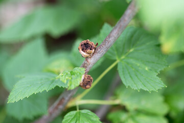 Cecidophyopsis ribis blackcurrant gall or big bud mite