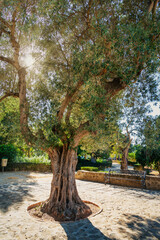 A large olive tree with the sun in the background in a public park