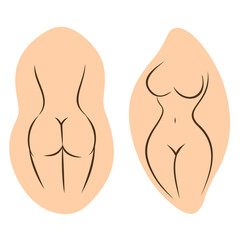 Naked female figure. Rear and front view.  The outline of a slender figure. Stylized slim body. Vector illustration.