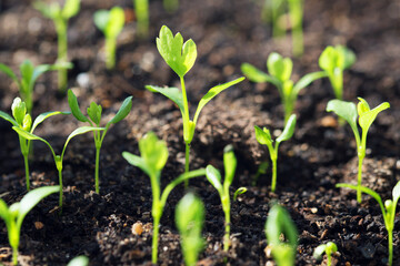 Celeriac sprouts are small in the ground
