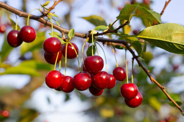 cherries cherry fruit red wiśnia wiśnia sad rolnictwo sadownictwo owoc wiśni gałąź drzewa orchard 桜桃  - obrazy, fototapety, plakaty