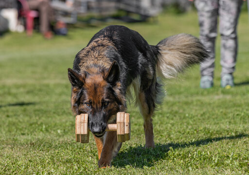 Cute German shepherd dog carrying a wooden dumbbell in its mouth during the training in the park - Powered by Adobe