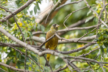 枝にとまるカワラヒワ