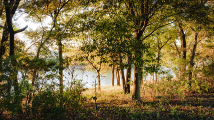 Obraz premium 兵庫県稲美町・午後の強い陽射しが湖畔へ