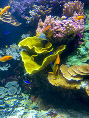 Poissons tropicaux dans un aquarium