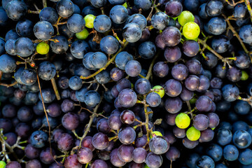 kiście winogron, dojrzałe winogrona, zbiory winogron, pojedyncze zielone winogrona na kiściach - obrazy, fototapety, plakaty