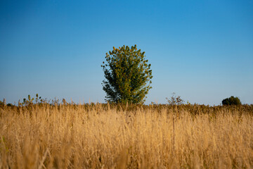 Zielone drzewo na tle suchych traw i błękitnego nieba, Drzewo na tle nieba, Samotne drzewo - obrazy, fototapety, plakaty