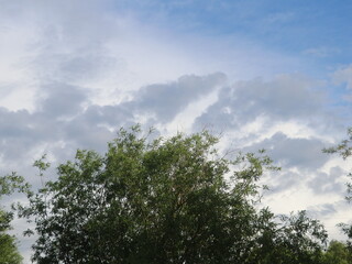Dark clouds above the trees
