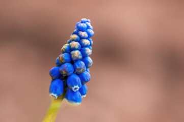 strong blue grape hyacinth bloom in the morning light