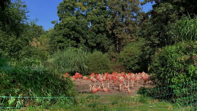 Flock of Chilean Flamingos (Phoenicopterus chilensis), Prague Zoo, Czech Republic - (4K)
