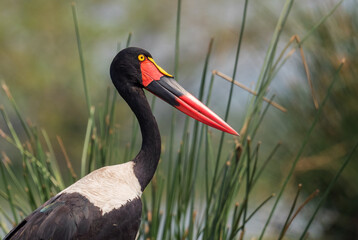 Saddle-billed Stork - Ephippiorhynchus senegalensis, beautiful colored stork from African lakes and rivers, Murchison falls, Uganda. - obrazy, fototapety, plakaty