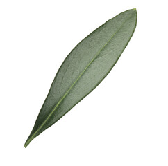 Obraz premium Fresh green olive leaf isolated on white