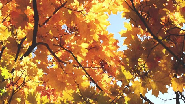 Autumn golden leaves on the tree bottom view. Leaves moving from wind. November, sunny autumn day video