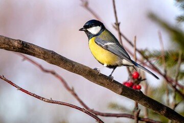 Obraz premium Bird titmouse close-up on a tree branch against the background of rowan bunches.