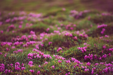 Obraz premium Rhododendron flowers in nature