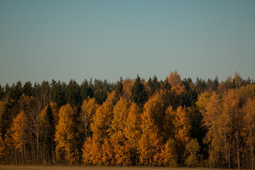Fototapeta premium yellow trees in autumn. autumn foliage.